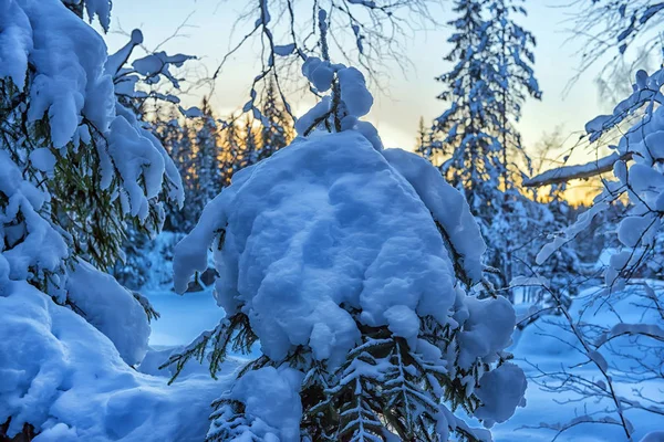숲에서 겨울에 — 스톡 사진