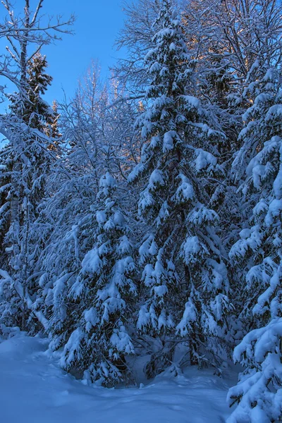 Choinki Śnieżnym Lesie — Zdjęcie stockowe