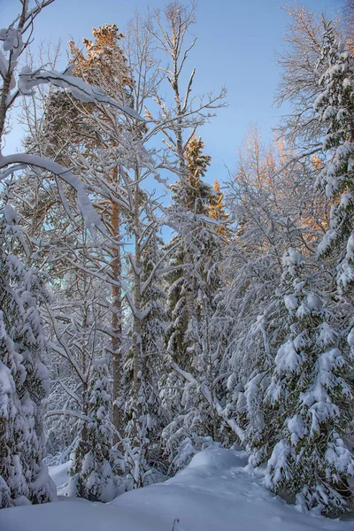 Рождественские Елки Снежном Лесу — стоковое фото