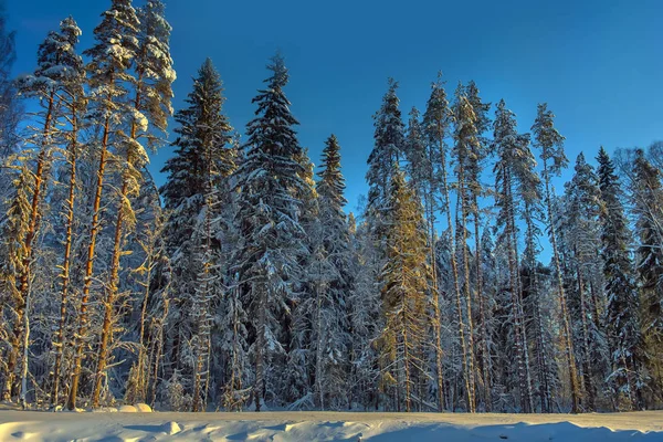 Vánoční Stromky Zasněženém Lese — Stock fotografie