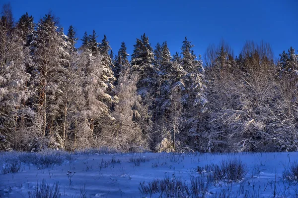 Arbres Noël Dans Une Forêt Enneigée — Photo