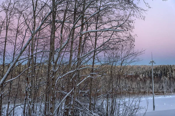 冬とピンク青空夕日の木 — ストック写真