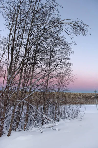冬とピンク青空夕日の木 — ストック写真