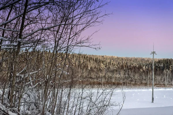 Stromy Zimě Růžová Modrá Obloha Při Západu Slunce — Stock fotografie