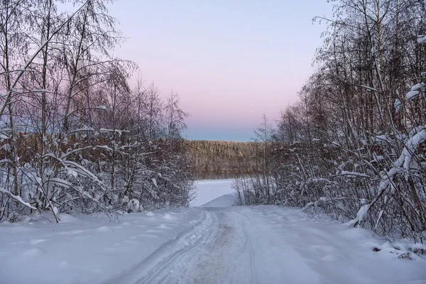 Bomen Winter Roze Blauwe Hemel Bij Zonsondergang — Stockfoto