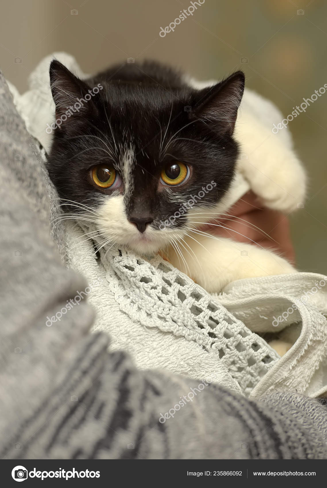 Peur Chat Noir Blanc Enveloppé Dans Une Couverture