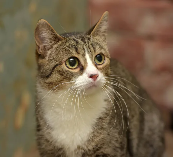 Chat Européen Poil Court Brun Blanc — Photo