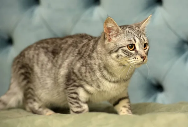 Gray Striped Frightened Young Cat — Stock Photo, Image