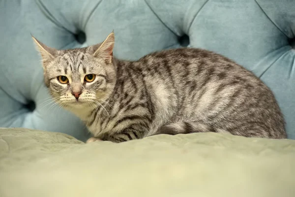 Gray Striped Frightened Young Cat — Stock Photo, Image