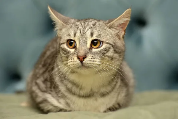 グレー ストライプおびえた若い猫 — ストック写真