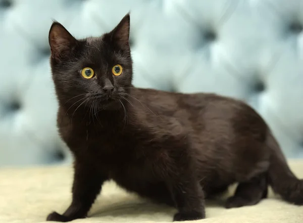 Svart Stenografien Katt Med Gula Ögon Blå Bakgrund — Stockfoto