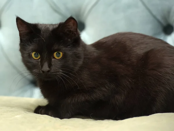Černá Krátkosrstá Kočka Žlutýma Očima Modrém Pozadí — Stock fotografie