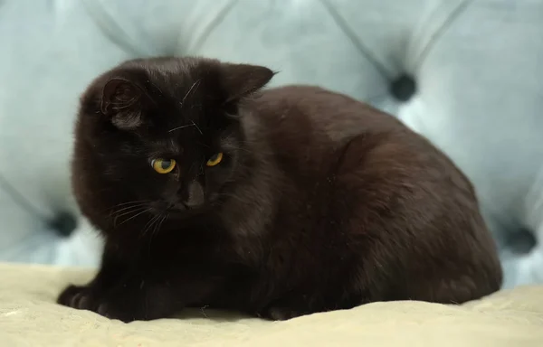 Zwarte Korthaar Kat Met Gele Ogen Een Blauwe Achtergrond — Stockfoto