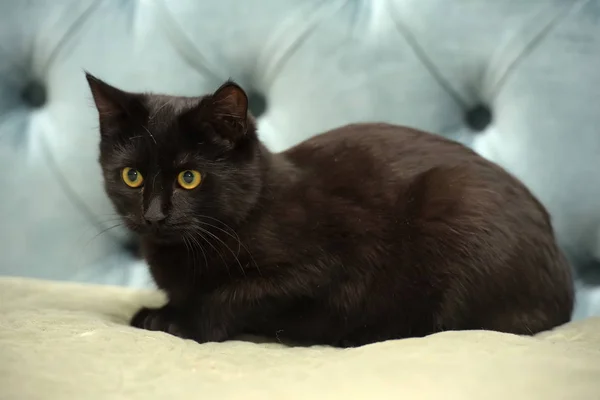 Schwarze Kurzhaarkatze Mit Gelben Augen Auf Blauem Hintergrund — Stockfoto