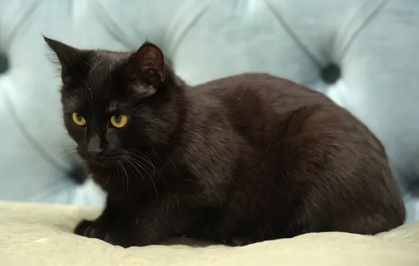 Schwarze Kurzhaarkatze Mit Gelben Augen Auf Blauem Hintergrund — Stockfoto