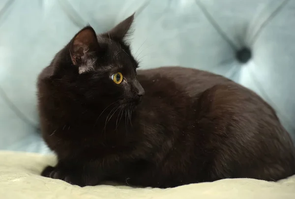 Preto Shorthair Gato Com Olhos Amarelos Fundo Azul — Fotografia de Stock