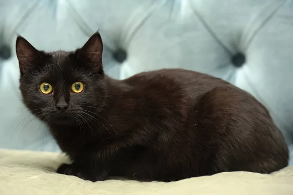 Černá Krátkosrstá Kočka Žlutýma Očima Modrém Pozadí — Stock fotografie