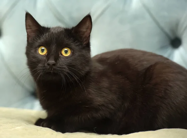 Gato Taquigrafía Negro Con Ojos Amarillos Sobre Fondo Azul — Foto de Stock