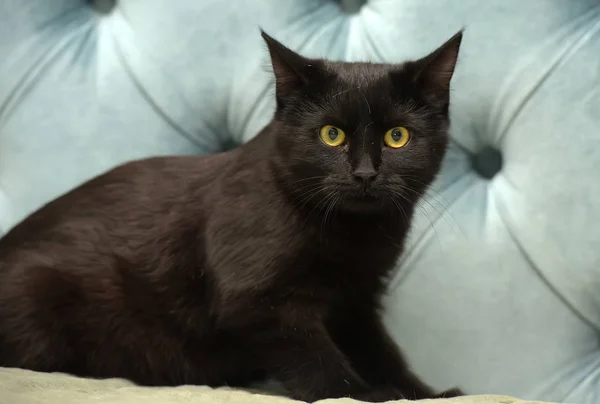 Zwarte Korthaar Kat Met Gele Ogen Een Blauwe Achtergrond — Stockfoto