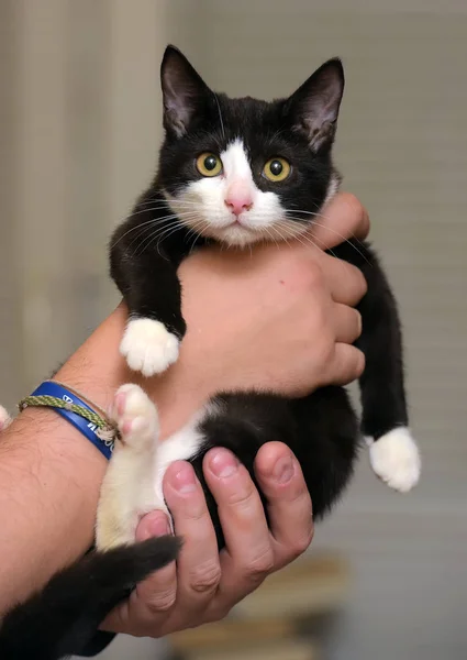 Bonito Preto Com Branco Gatinho Mãos Perto — Fotografia de Stock