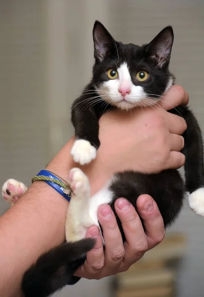 Hitam lucu dengan anak kucing putih di tangan — Stok Foto