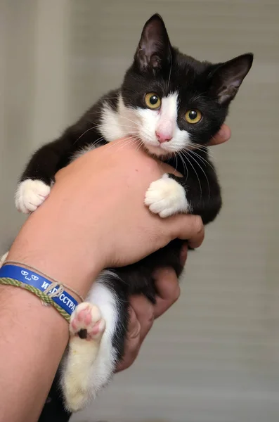 Bonito Preto Com Branco Gatinho Mãos Perto — Fotografia de Stock