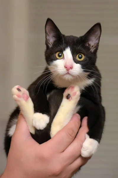 Cute Black White Kitten Hands Close — Stock Photo, Image