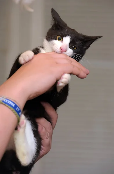 Bonito Preto Com Branco Gatinho Mãos Perto — Fotografia de Stock