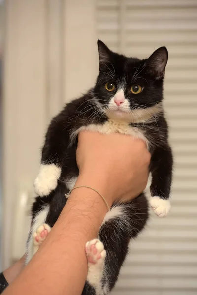 Mignon Noir Avec Chaton Blanc Dans Les Mains Fermer — Photo