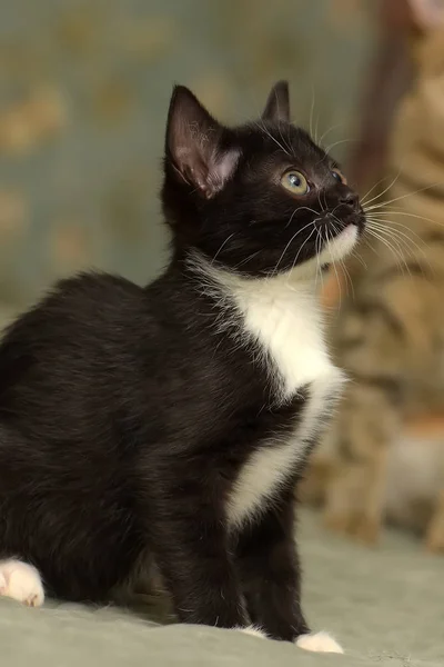 白いかわいい子猫と黒 — ストック写真