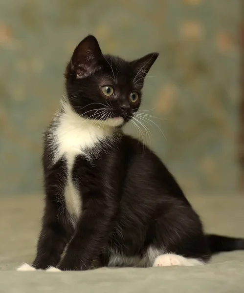 Preto Com Branco Bonito Pouco Gatinho — Fotografia de Stock