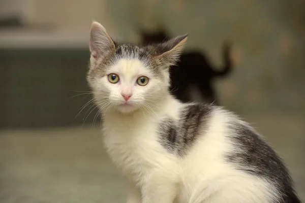 Bonito Gatinho Branco Com Manchas Pretas — Fotografia de Stock