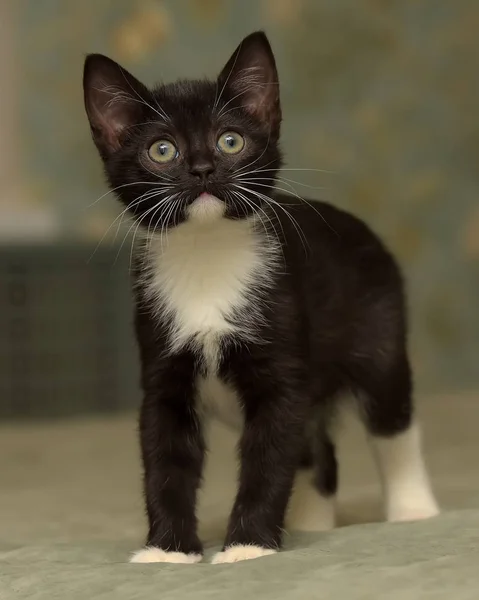 Negro Con Blanco Lindo Gatito — Foto de Stock