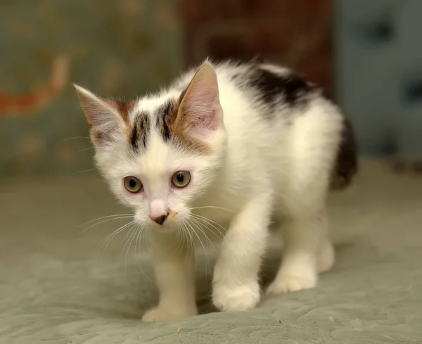 Schattige Kleine Kitty Wit Met Zwarte Stippen — Stockfoto