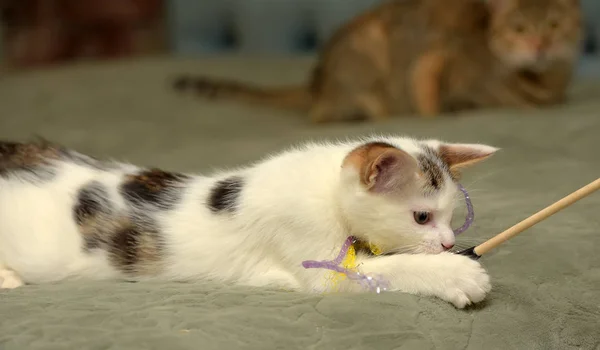 Cute Little White Kitten Black Spots Plays — Stock Photo, Image