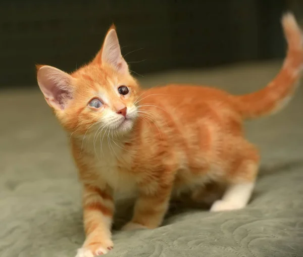 Anak Kucing Kecil Berambut Merah Dengan Mata Sakit — Stok Foto