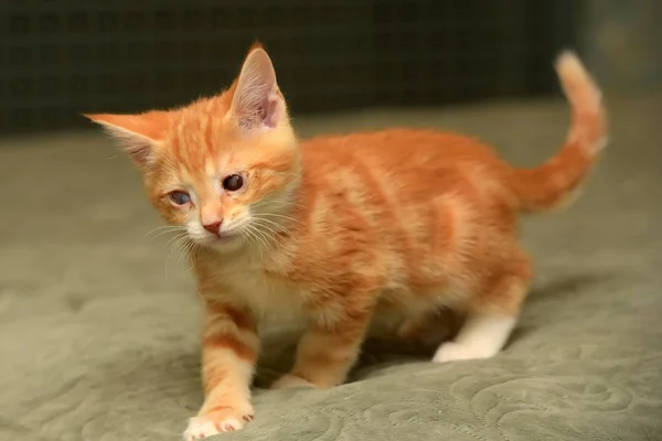 Gatinho Gengibre Com Olhos Doloridos — Fotografia de Stock