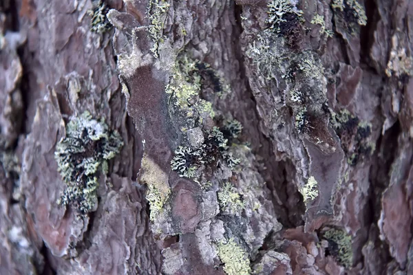 Pine Bark Moss Snow Winter — Stock Photo, Image