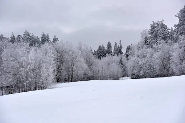 Wintertag Wald Verschneite Und Frostige Landschaft Wald Bei Frost — Stockfoto