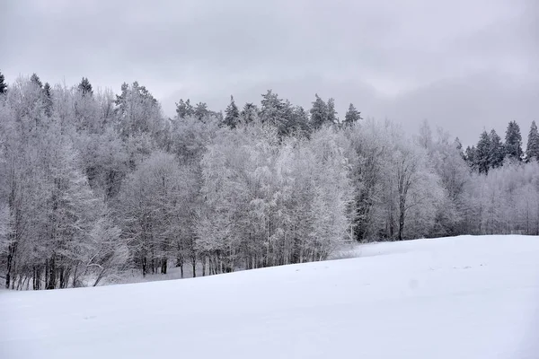 Verschneite Und Frostige Landschaft Wald Bei Frost — Stockfoto