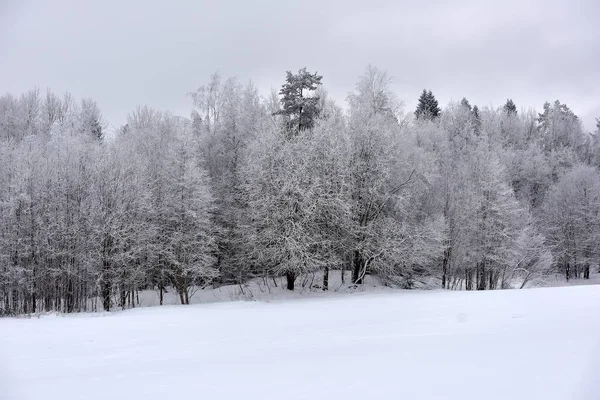 Verschneite Und Frostige Landschaft Wald Bei Frost — Stockfoto