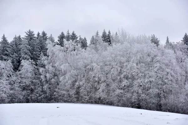 Zimní Den Lese Zasněžené Mrazivé Krajiny Lese Jinovatce — Stock fotografie
