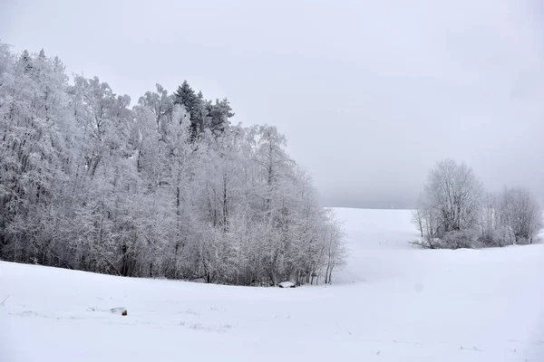 Verschneite Und Frostige Landschaft Wald Bei Frost — Stockfoto