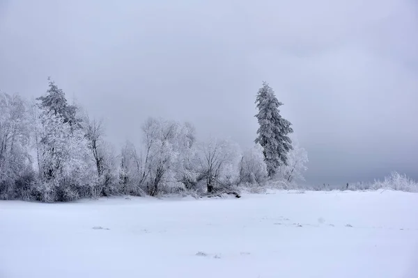 Verschneite Und Frostige Landschaft Wald Bei Frost — Stockfoto