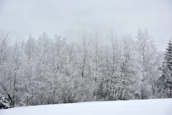 森の中の冬の日 霜霜の森風景 — ストック写真