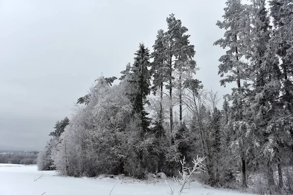Día Invierno Bosque Paisaje Nevado Escarchado Bosque Helada — Foto de Stock