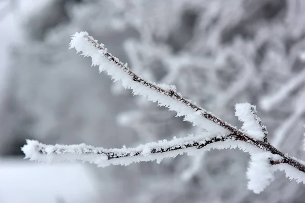 Snowy Frosty Tree Branches Close — Stock Photo, Image