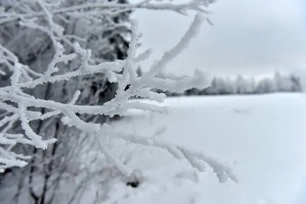 Snowy Frosty Tree Branches Close — Stock Photo, Image