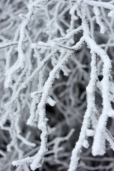 Snowy Frosty Tree Branches Close — Stock Photo, Image