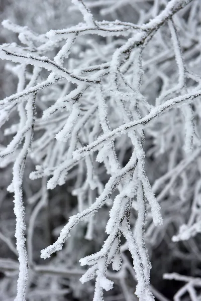 Snowy Frosty Tree Branches Close — Stock Photo, Image